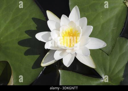 Ninfea, pianta idrica, ninfa, pianta, botanica, stagno, lago, stagno, stagno da giardino, fioritura, fiori, corpo d'acqua, biologia, fiori, fiori Foto Stock