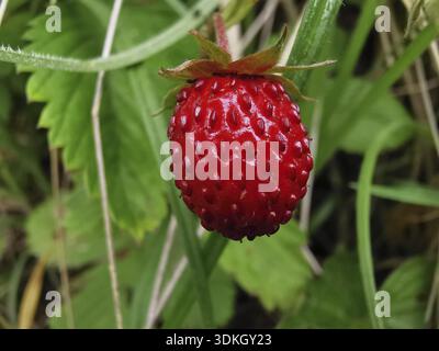 Fragole rosse selvatiche (fragaria vesca) circondate dall'erba in un ambiente naturale, il parco naturale della foresta della Franconia Foto Stock