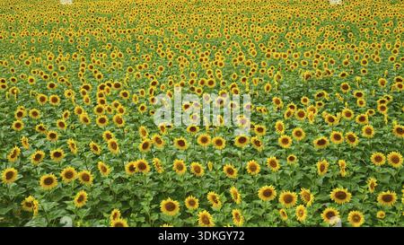 Distesa infinita piena di girasoli gialli disposti in file, Ungheria Foto Stock
