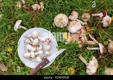 Funghi bianchi selvatici con ombrelli raccolti sul piatto per cucinare, dal giardino nella stagione autunnale Foto Stock