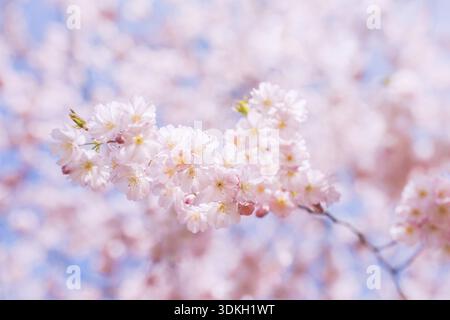 Fioritura dei ciliegi a Vienna in spirgtime Foto Stock