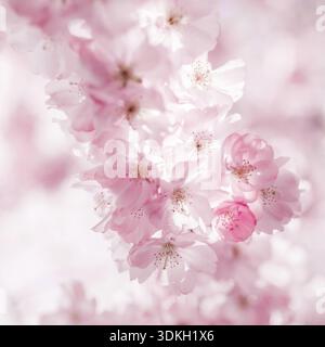 Fioritura dei ciliegi a Vienna in spirgtime Foto Stock