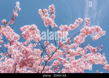 Fioritura dei ciliegi a Vienna in spirgtime Foto Stock