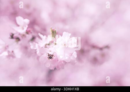 Fioritura dei ciliegi a Vienna in spirgtime Foto Stock