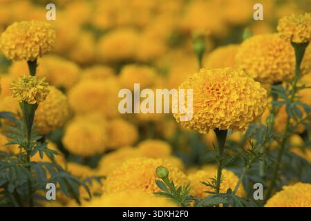 Orange Le calendule campi di fiori, il fuoco selettivo Foto Stock