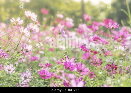 Cosmos fiori in natura, dolce, sfondo sfocato sfondo floreale, rosa chiaro e rosa intenso cosmo Foto Stock
