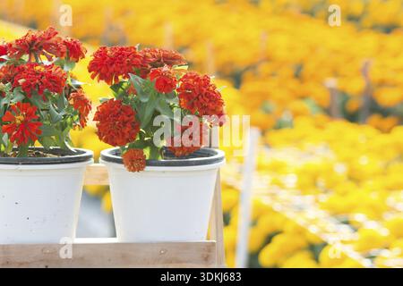 Red zinnia i fiori sbocciano i fiori nel giardino e fiori di colore rosso, il fuoco selettivo Foto Stock