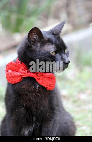 Gatto nero che indossa un cravatta rosso con paillettes all'aperto in giardino Foto Stock