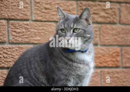 Gatto grigio da tavola seduto davanti a un muro di mattoni Foto Stock