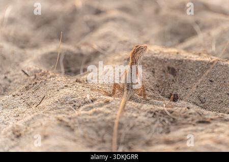 Lucertola da giardino orientale o camaleonte tailandese sulla sabbia in primo piano su una spiaggia in Thailandia. Lizard piccolo drago vista posteriore sulla spiaggia, coda lunga Foto Stock