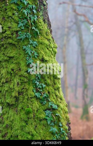 Edera che cresce su un tronco d'albero coperto di muschio. Foto Stock
