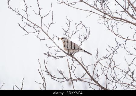 Un fieldfare maschile che corre su un ramo d'albero in inverno contro il cielo. Uccelli invernali Foto Stock