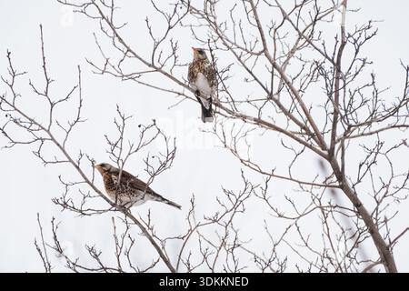 Un fieldfare maschile e femminile su un ramo d'albero in inverno contro il cielo. Uccelli che svernano in città. Foto Stock