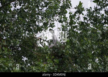 airone uccello nel nido sull'albero Foto Stock