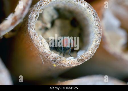 Cacoxenus indagatore comunemente noto come Houdini Fly. Kleptoparasite, che depone le sue uova nelle cellule di nido piene di polline delle api mason, Osmia. Bee paras Foto Stock