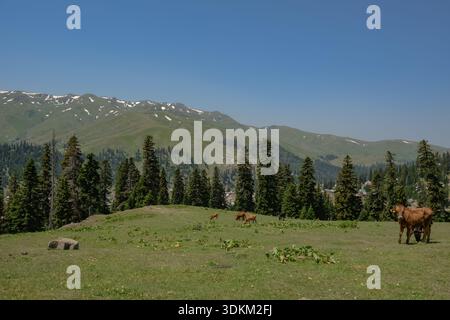 Mucche con vitelli pascolano su un prato alpino vicino a Batumi, Georgia, mentre le foreste di conifere incorniciano le cime del Caucaso minore spolverate di neve e un piccolo insediamento in Foto Stock