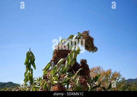 Hydrangea Paniculata essiccata nel Suncheonman National Garden Foto Stock