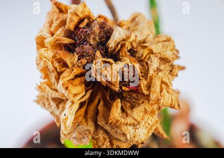 Primo piano di una rosa essiccata e appassita con delicati petali marroni e texture complesse Foto Stock