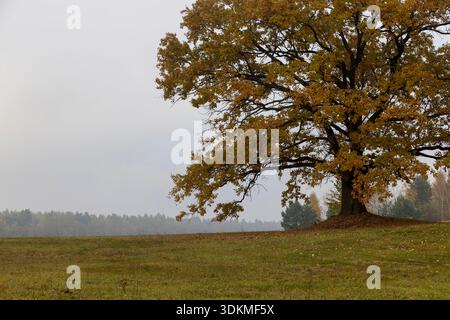 una quercia solitaria che cresce accanto ai boschi nella stagione autunnale in una mattinata nebbiosa, una quercia con fogliame arrugginito di arancio contro un cielo grigio e tristeo Foto Stock