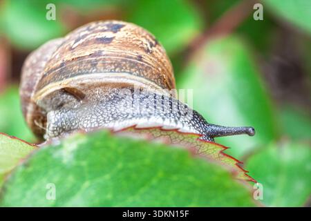 Una comune lumaca da giardino scivola sul bordo verde di una foglia di pianta seghettata. La vista macro ravvicinata cattura il mollusco nella sua naturale h spagnola Foto Stock