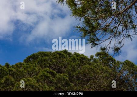 Rami di alberi densi sempreverdi che incorniciano un cielo azzurro limpido con nuvole bianche sparse per creare uno sfondo minimalista naturale Foto Stock