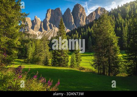 Incredibile paesaggio montano con fiori di alghe rosa in fiore sui prati verdi tra la pineta. Montagne pittoresche a Funes valle Foto Stock