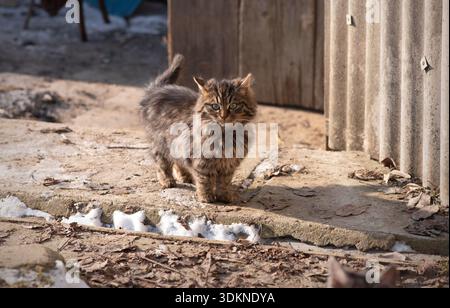 Un gattino soffice sorpreso in piedi all'aperto in una giornata invernale di sole in un ambiente rurale. Espressione curiosa catturata dalla luce naturale, con rus Foto Stock