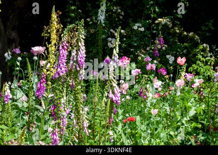 Splendidi fiori da giardino in un'aiuola con guanti e papaveri. Rosso viola e piante rosa in primavera. Norfolk Garden in Inghilterra Foto Stock