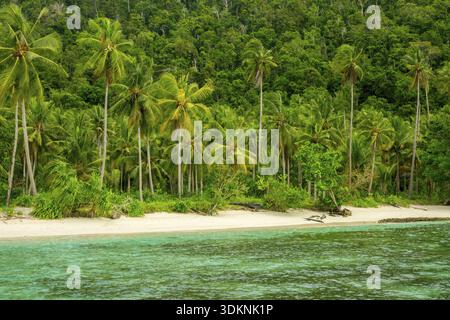 Indonesia. Una selvaggia spiaggia su un isola tropicale coperta con la giungla. La sabbia bianca e le palme Foto Stock