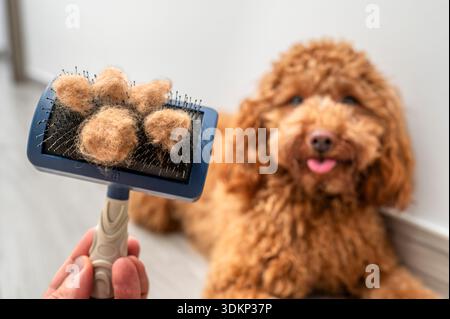 Primo piano di una spazzola per la cura del corpo di un animale domestico tenuta da una mano, con grumi di pelliccia marrone chiaro disposti a forma di zampa. Sullo sfondo, un soffice br Foto Stock
