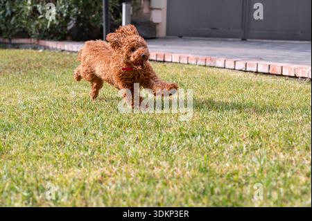 Un piccolo cagnolino marrone ha catturato la marcia a metà corsa mentre correva su un prato erboso. Le orecchie sbattono e la bocca sono aperte, trasmettendo emozioni e giochetti Foto Stock
