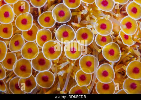 Una vista macro dettagliata delle pedicellariae di un riccio floreale, Toxopneustes pileolus, fotografato nelle acque tropicali delle Filippine. Il fiore u Foto Stock