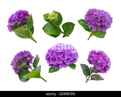 Set di sei infiorescenze macrofilla viola e viola di Hydrangea in diverse fasi e posizioni di fioritura, isolate su sfondo bianco. Botanico Foto Stock