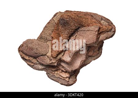 Un pezzo naturale di corteccia d'albero isolato su sfondo bianco Foto Stock