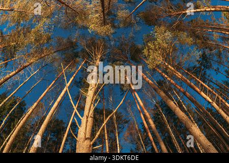 Guardando in alto gli alberi di pino alto e lo Starry Night Sky Foto Stock