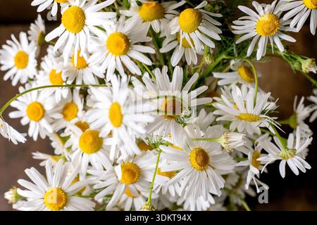 Primo piano bellissime margherite bianche con centri gialli bouquet di fiori selvatici freschi su sfondo in legno disposizione botanica naturale Foto Stock