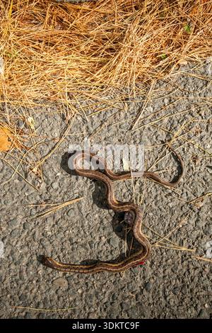 Serpente giarrettiera morto sul lato della strada dopo un incidente con un veicolo Foto Stock