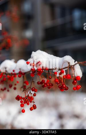 I frutti di bosco di colore rosso brillante su rami sottili sono parzialmente coperti di neve, con strutture moderne che si vedono delicatamente sullo sfondo sfocato. Foto Stock
