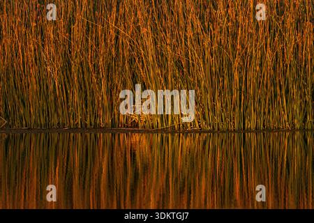USA, Idaho, Bellevue, canne spesse nel laghetto al tramonto Foto Stock
