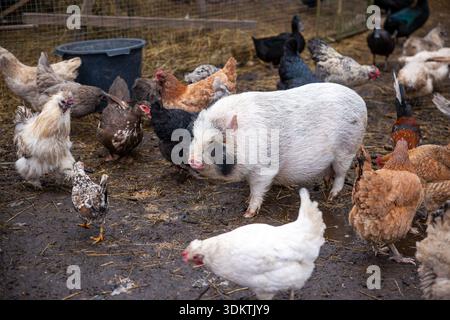 Un maiale dalle panciute con segni bianchi e neri si erge tra polli bianchi, marroni e macchiati in un cortile fangoso con paglia e una conta d'acqua blu Foto Stock
