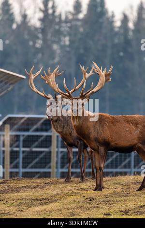 Due cervi con intricate corna si trovano a terra aperta vicino a un'area recintata e a una struttura a tetto inclinata, con una foresta di alberi alti sullo sfondo. Foto Stock