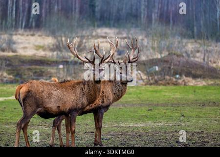 Due cervi con intricate corna si stagliano su un campo erboso, circondato da vegetazione sparsa e alti alberi senza foglie in un bosco durante la stagione più fredda Foto Stock