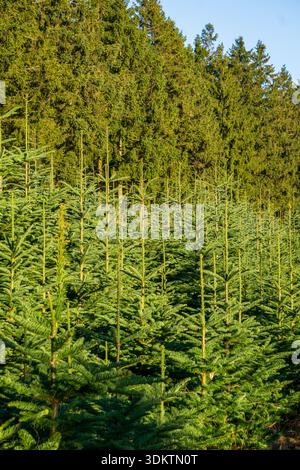 File di giovani abeti rossi che crescono in una piantagione forestale gestita con boschi di conifere maturi sullo sfondo. Foto Stock