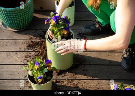 Una persona con pantaloni verdi e scarpe nere pianta fiori viola e gialli in vasi verdi chiari su un ponte di legno, con terreno sparso intorno. Foto Stock