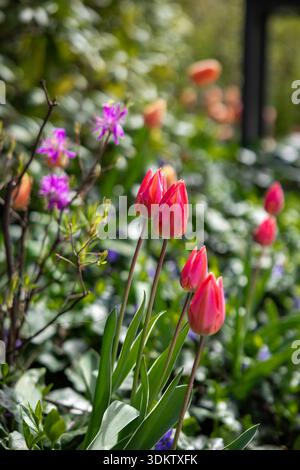I tulipani rosa brillanti sorgono tra i vivaci fiori viola e il fogliame verde sotto la luce soffusa del sole. Fiori di arancio sfocati e una struttura scura aggiungono profondità. Foto Stock