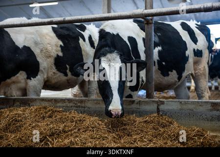 Primo piano di mucche Holstein che mangiano da una fossa all'interno di un fienile, con ringhiere in metallo, illuminazione fluorescente e consistenza visibile del mangime in primo piano. Foto Stock