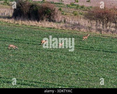 Capriolo Capreolus capreolus quattro in un campo di coltura vicino a Cashmoor, Cranborne Chase, Dorset, Inghilterra, Regno Unito, febbraio 2022 Foto Stock