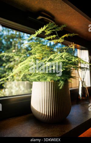 Una piantatrice in ceramica a coste con una pianta verde piuma si trova su un davanzale illuminato dal sole. Nelle vicinanze è presente un diffusore di vetro con canne, con fogliame sfocato all'esterno. Foto Stock