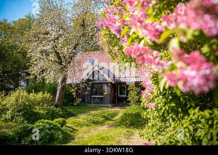 Un rustico cottage in legno con tetto in metallo rosso siede su un sentiero curvo, incorniciato da lillas rosa e un melo in tarda primavera, calda luce pomeridiana su t Foto Stock