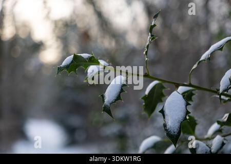 Foglie di agrifoglio ricoperte di neve con morbido sfondo invernale nella foresta Foto Stock